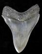 Serrated Megalodon Tooth #21730-2